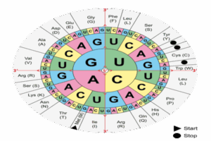 आनुवंशिक कोड (Genetic Code in Hindi) (Genetic Code in Hindi