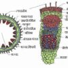 एकबीजपत्री एवं द्विबीजपत्री तने की आंतरिक संरचना (Anatomy of Monocot and Dicot Stem)