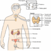 Endocrine Gland in Hindi, अंत: स्रावी ग्रंथियां एवं हॉर्मोन, Hormone in Hindi होमोस्टैसिस (Homeostasis in Hindi) Types of hormones in Hindi