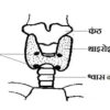 Parathyroid gland in Hindi Functions of Parathormone in Hindi, Parathyroid tetany in Hindi, 