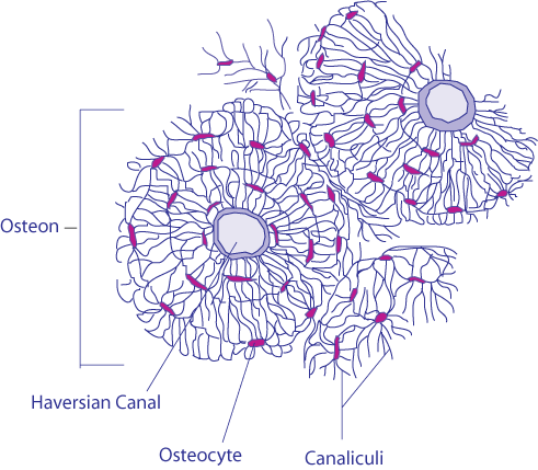 Bone and cartilage in Hindi