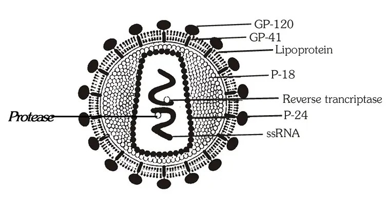 एड्स AIDS