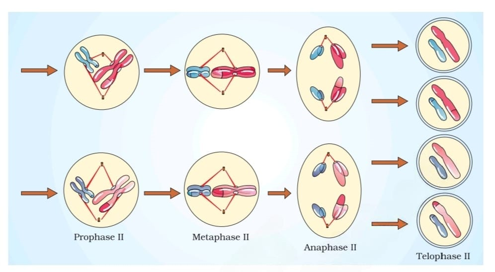 अर्द्धसूत्री विभाजन Meiosis in Hindi