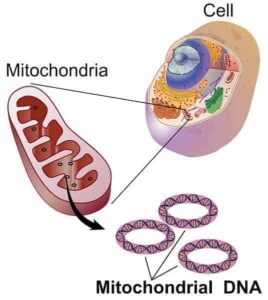 mitochondria-ki-khoj-sanrachna-kaary