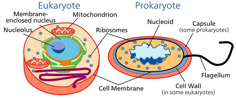 कोशिका का सामान्य परिचय संरचना तथा प्रकार (Cell in Hindi) | Aliscience