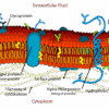 कोशिका झिल्ली Cell_membrane_detailed_diagram hindi