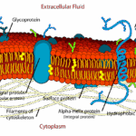 कोशिका झिल्ली Cell_membrane_detailed_diagram hindi