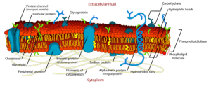 कोशिका झिल्ली Cell_membrane_detailed_diagram hindi