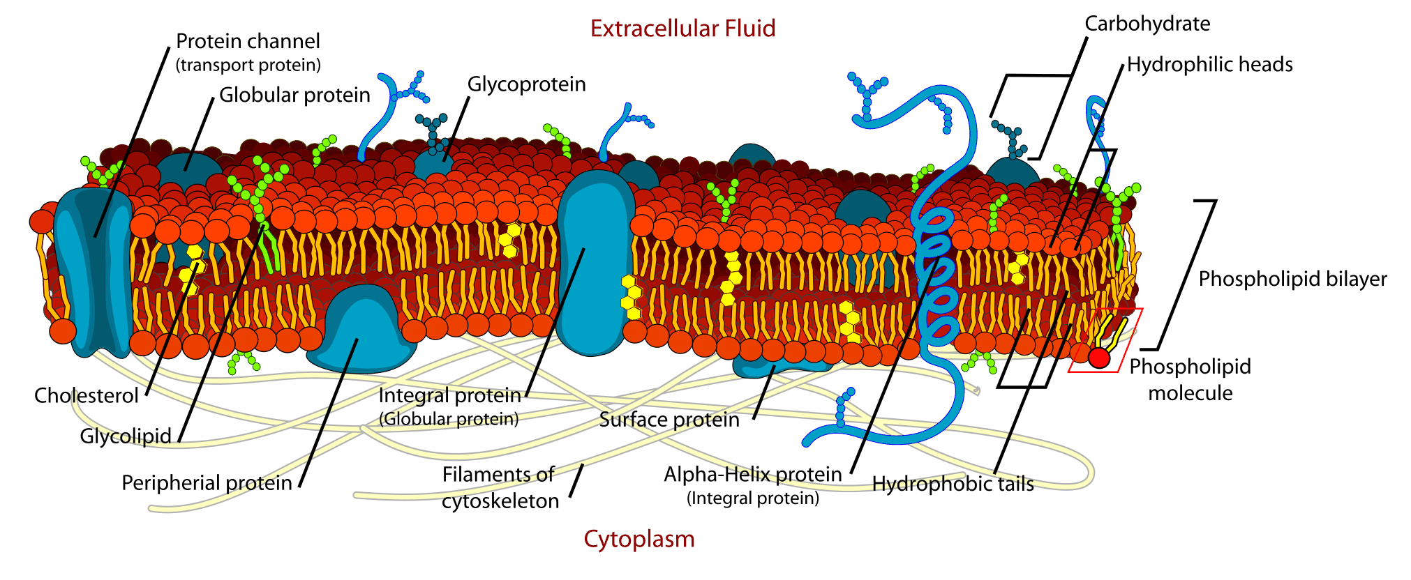 कोशिका झिल्ली Cell_membrane_detailed_diagram hindi