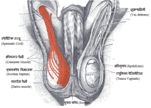 Male reproductive system in Hindi नर के लैंगिक अंग (Male sexual organ) नर जनन तंत्र (Male reproductive system), नर जननांग (Male reproductive organ),