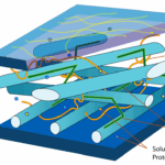 कोशिका भित्ति (Cell Wall) एवं कोशिका झिल्ली (Cell Membrane)