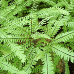 टेरिडोफाइट Pteridophytes in hindi