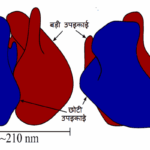 राइबोसोम के प्रकार (Types of Ribosome )