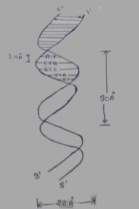 डीएनए की संरचना, रासायनिक प्रकृति, भौतिक प्रकृति तथा प्रकार