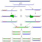 पीसीआर: पोलीमरेज श्रृंखला अभिक्रिया Polymerase Chain Reaction PCR