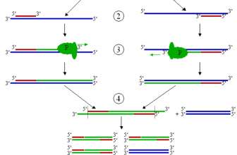 पीसीआर: पोलीमरेज श्रृंखला अभिक्रिया Polymerase Chain Reaction PCR