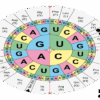 आनुवंशिक कोड (Genetic Code in Hindi)