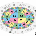 आनुवंशिक कोड (Genetic Code in Hindi)
