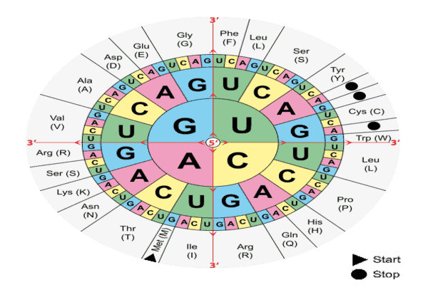 आनुवंशिक कोड (Genetic Code in Hindi)