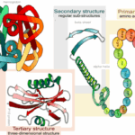 प्रोटीन- प्राथमिक, द्वितीयक, तृतीयक तथा चतुर्थ संरचना (Primary, Secondary, Tertiary and Quaternary Structure of Protein)