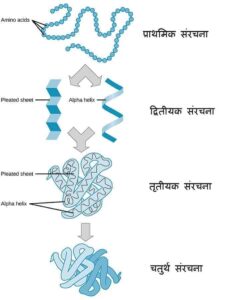 Primary, Secondary, Tertiary and Quaternary Structure of Protein प्रोटीन- प्राथमिक, द्वितीयक, तृतीयक तथा चतुर्थ संरचना