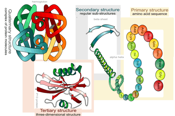 प्रोटीन- प्राथमिक, द्वितीयक, तृतीयक तथा चतुर्थ संरचना (Primary, Secondary, Tertiary and Quaternary Structure of Protein)