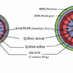 द्वितीयक वृद्धि