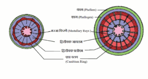 द्वितीयक वृद्धि