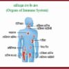 Organs of Immune System