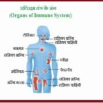 Organs of Immune System