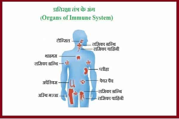 Organs of Immune System