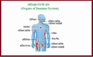 प्रतिरक्षा तंत्र के अंग (Organs of Immune System) लसिकाभ अंग lymphoid organ