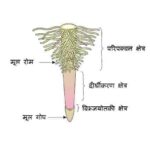 मूल / जड़ - बाह्य आकारिकी, रूपांतरण तथा कार्य मूल तंत्र (Root Morphology, Modification of root, Root system and Work of Root)