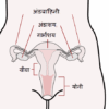 मादा जनन तंत्र (Female Reproductive System Hindi)