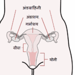 मादा जनन तंत्र (Female Reproductive System Hindi)