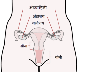  मादा जनन तंत्र (Female Reproductive System) इसे मादा जननांग मादा के लैंगिक अंग