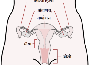 मादा जनन तंत्र (Female Reproductive System)