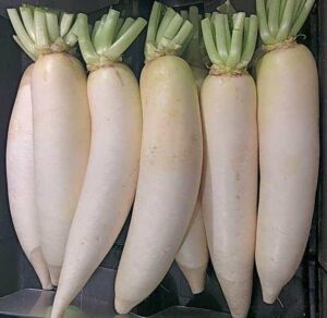मूल / जड़ - बाह्य आकारिकी, रूपांतरण तथा कार्य मूल तंत्र (Root Morphology, Modification of root, Root system and Work of Root)