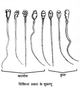 sperm and semen in hindi