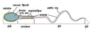 sperm and semen in hindi