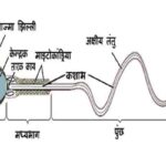 sperm and semen in hindi