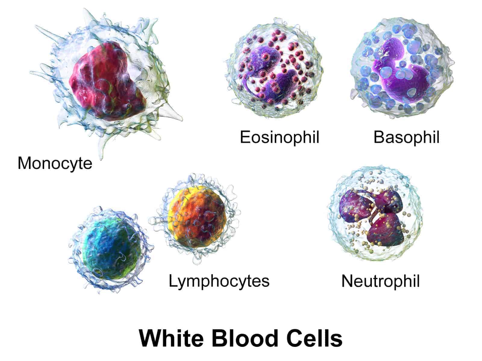प्रतिरक्षा तंत्र की कोशिकाएं structure and composition of blood in Hindi, रक्त की संरचना एवं संघठन
