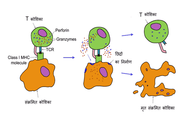 प्रतिरक्षा तंत्र की कोशिकाएं