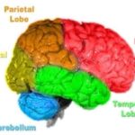 मस्तिष्क की संरचना एवं कार्य (Brain Anatomy in Hindi)