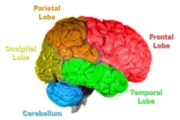 मस्तिष्क की संरचना एवं कार्य (Brain Anatomy in Hindi)