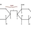 types of carbohydratyes