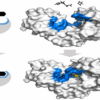 Classifications of Enzymes