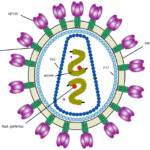 एड्स तथा एचआईवी (AIDS and HIV Hindi)
