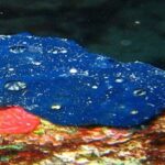 Phylum-Porifera or Sponge Hindi