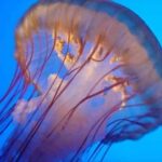 संघ सीलेन्ट्रेटा या नाइडेरिया ( Phylum Coelenterata or Cnidaria)